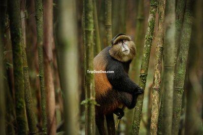 ทัวร์แอฟริกาตะวันออก แทนซาเนีย เคนย่า ยูกันดา รวันดา 2569