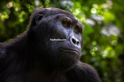 ทัวร์แอฟริกาตะวันออก แทนซาเนีย เคนย่า ยูกันดา รวันดา 2569