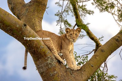 ทัวร์กอริลลา ยูกันดา รวันดา