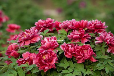 ทัวร์ซีอาน ลั่วหยาง เทศกาลดอกโบตั๋นบาน หยุนไถ่ซาน 6 วัน 5 คืน 2569