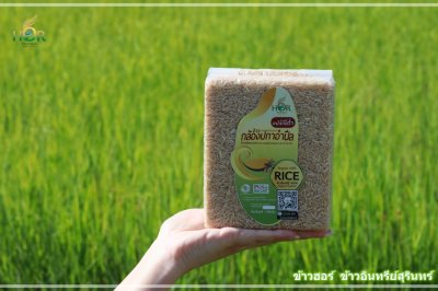 ข้าวปะกาอำปึล ข้าวผกาอำปึล ข้าวดอกมะขาม ข้าวพื้นถิ่นสุรินทร์ Surin Authentic Traditional Rice 