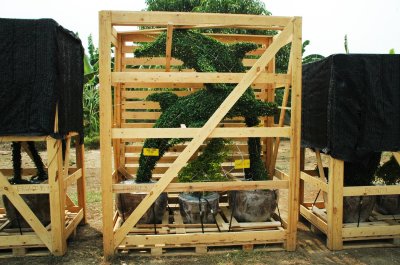 Export Topiary