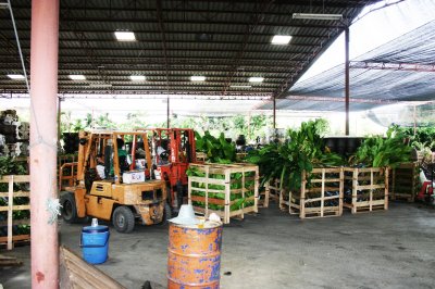 Export Shrubs