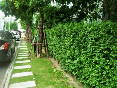 บ้านกลางเมือง สุขสวัสดิ์