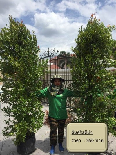 ต้นไม้ในสวน