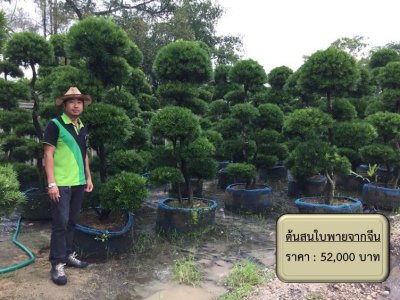 ต้นไม้ในสวน