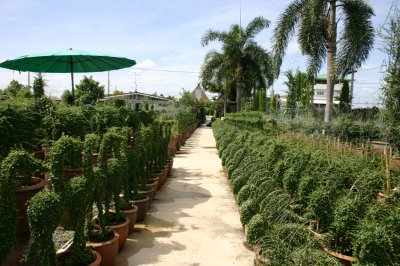 Export Topiary