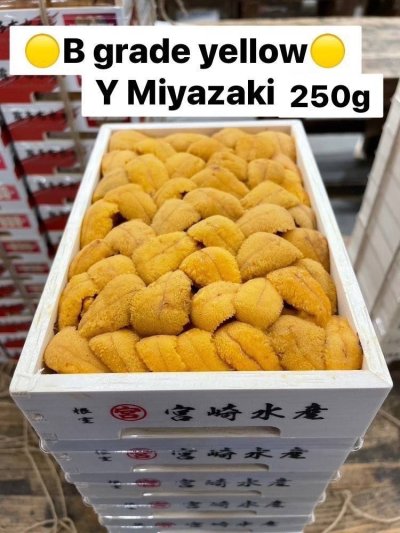 B Grade Yellow Y Miyazaki