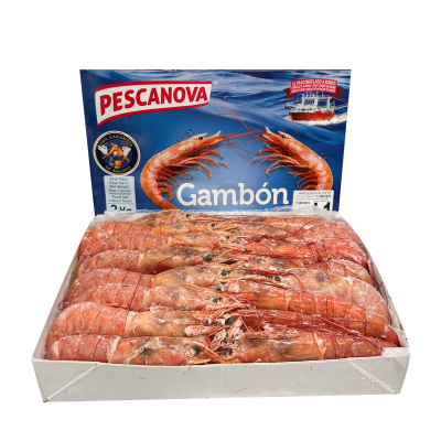 Argentina Red Shrimp