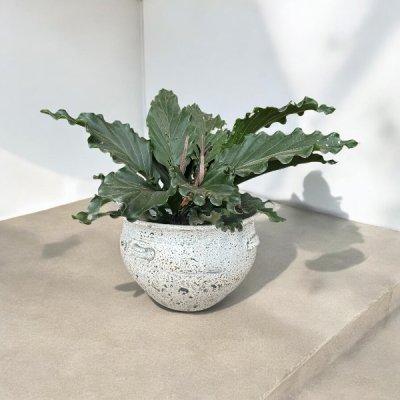 Basin อ่างดินเผาปากกว้างมีหู 4 หู ขนาด 55 x 40 cm.