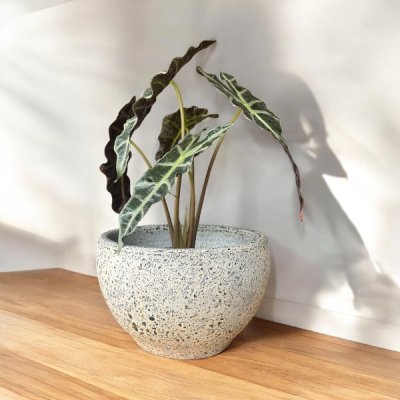 Flowerpot กระถางดินเผาทรงถ้วย ขนาด 26 x 15 cm.