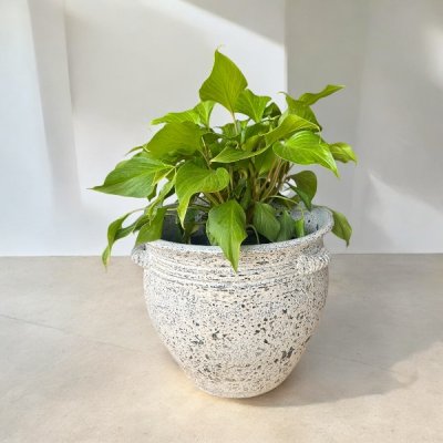 Basin อ่างดินเผาทรงปากบาน 3 หู ขนาด 40 x 38 cm.