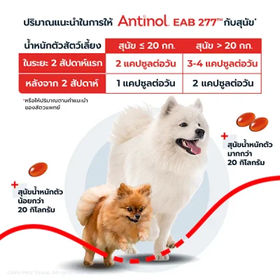 Antinol® EAB 277™ For Dog 60 Cap วิตามินบำรุงกระดูกและข้อ สุนัข 60 แคปซูล