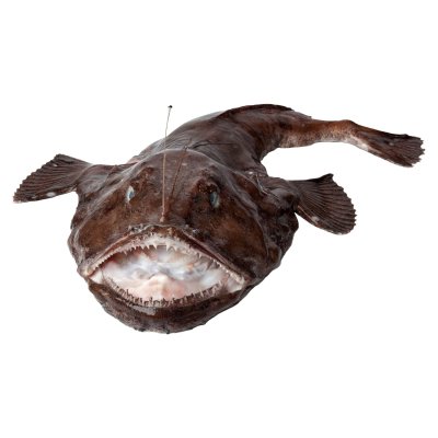 ปลาอังโกะสดทั้งตัว