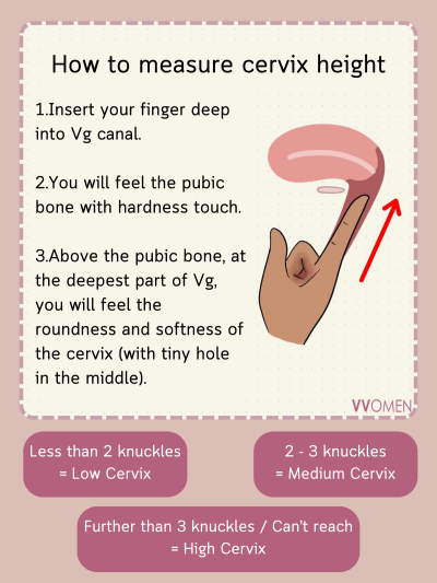 Signature Disc VVOMEN - Regular size / Firm Menstrual Disc