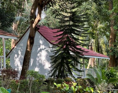 Superior Garden Bungalow