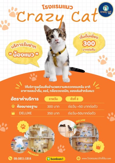 รับฝากแมวราคาถูก