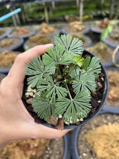 Actiniopteris radiata