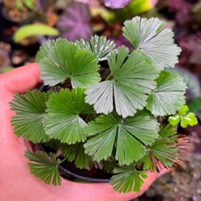 Actiniopteris radiata