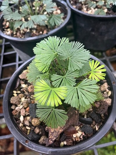 Actiniopteris radiata