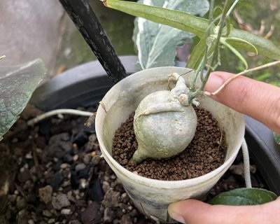 Adenia kirkii