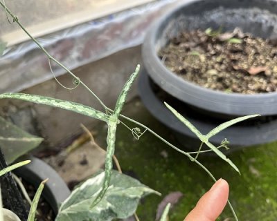 Adenia kirkii