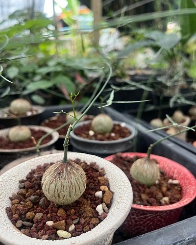 Adenia kirkii