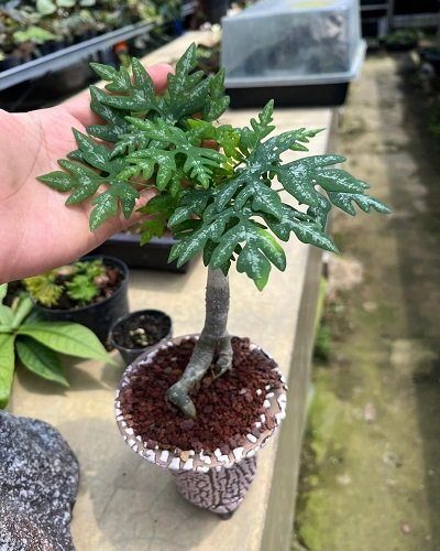 Adenia metamorpha 