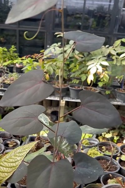 Adenia stylosa