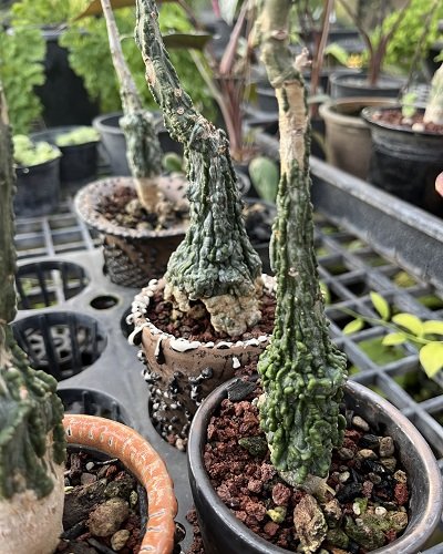 Adenia stylosa