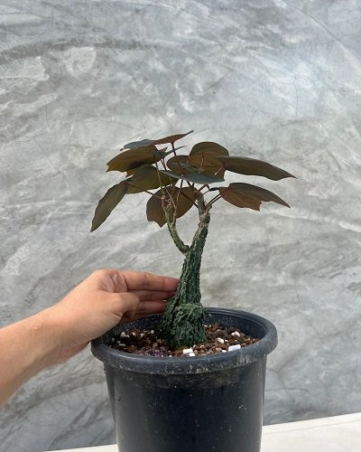 Adenia stylosa