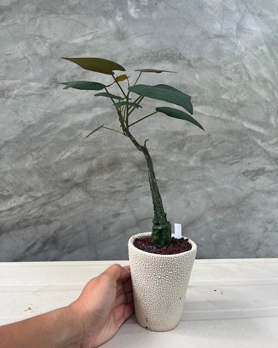 Adenia stylosa
