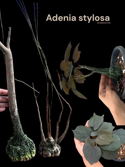 Adenia stylosa