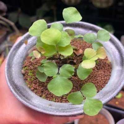 Adiantum capillus-junonis