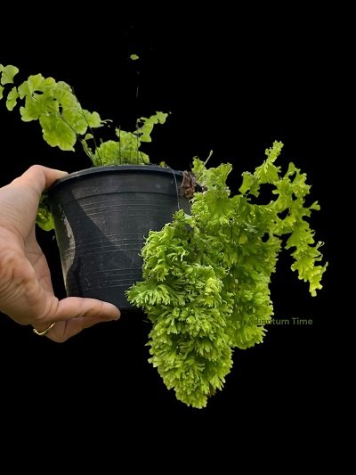 Adiantum capillus-veneris Imbricatum