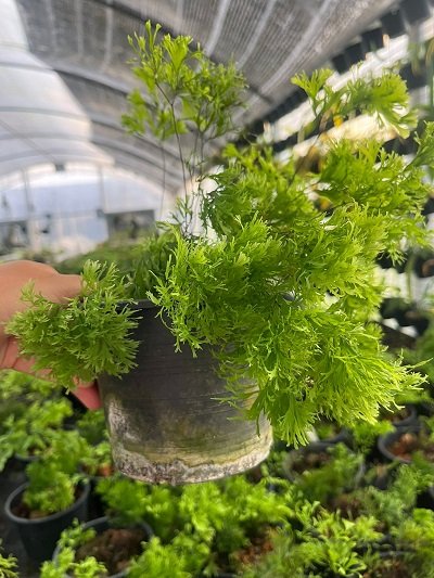 Adiantum capillus-veneris "Spaghetti"