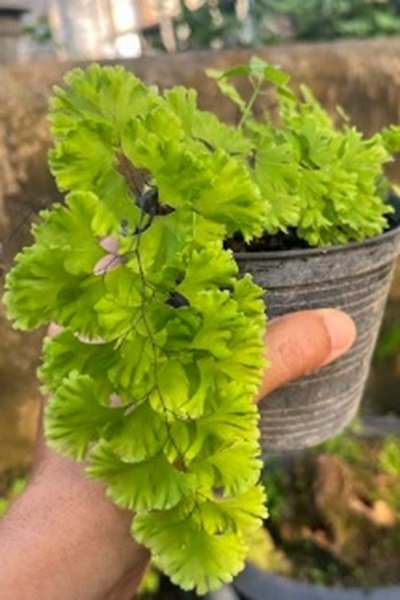 Adiantum capillus-veneris cv.Imbricatum