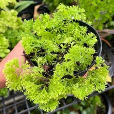 Adiantum capillus-veneris cv.Imbricatum mutation
