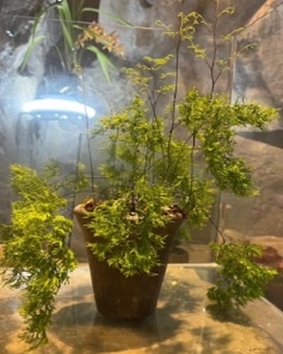 Adiantum capillus-veneris cv.Spaghetti