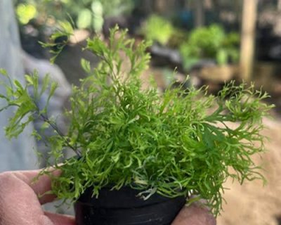 Adiantum capillus-veneris cv.Spaghetti