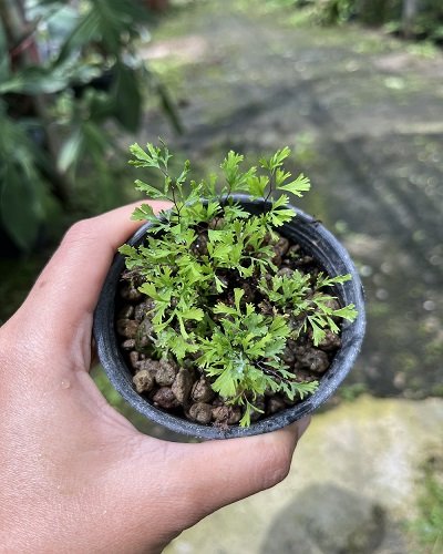 Adiantum capillus-veneris cv.Chichi