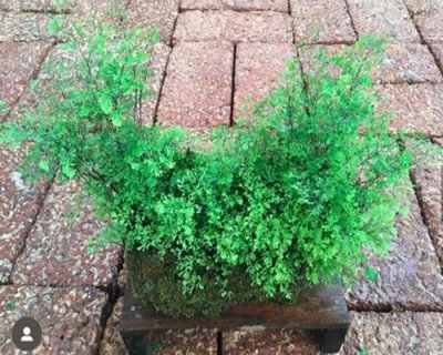 Adiantum capillus-veneris cv.Chichi