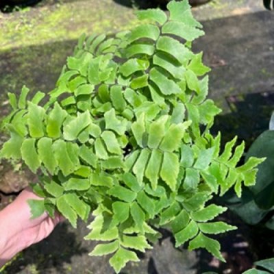 Adiantum curvatum Kaulf.
