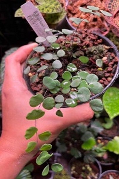 Adiantum juxtapositum