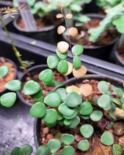 Adiantum juxtapositum