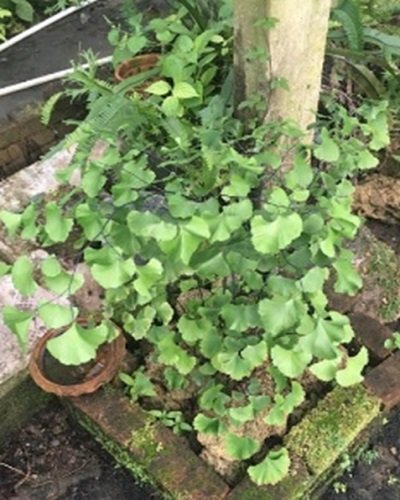 Adiantum ke dong dong