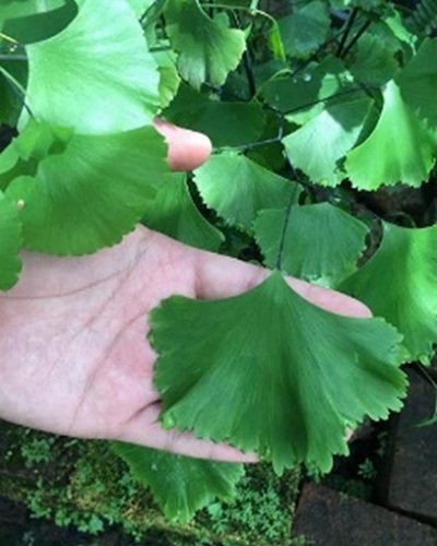 Adiantum ke dong dong