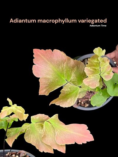 Adiantum macrophyllum variegated