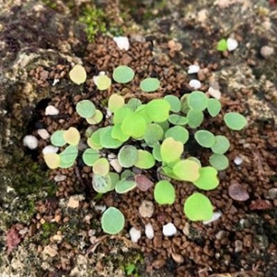 Adiantum mariesii