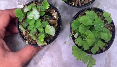 Adiantum membranifolium